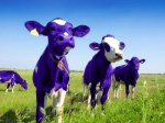 purple cows
